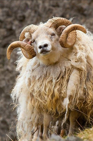 Icelandic sheep Lopi Yarn
