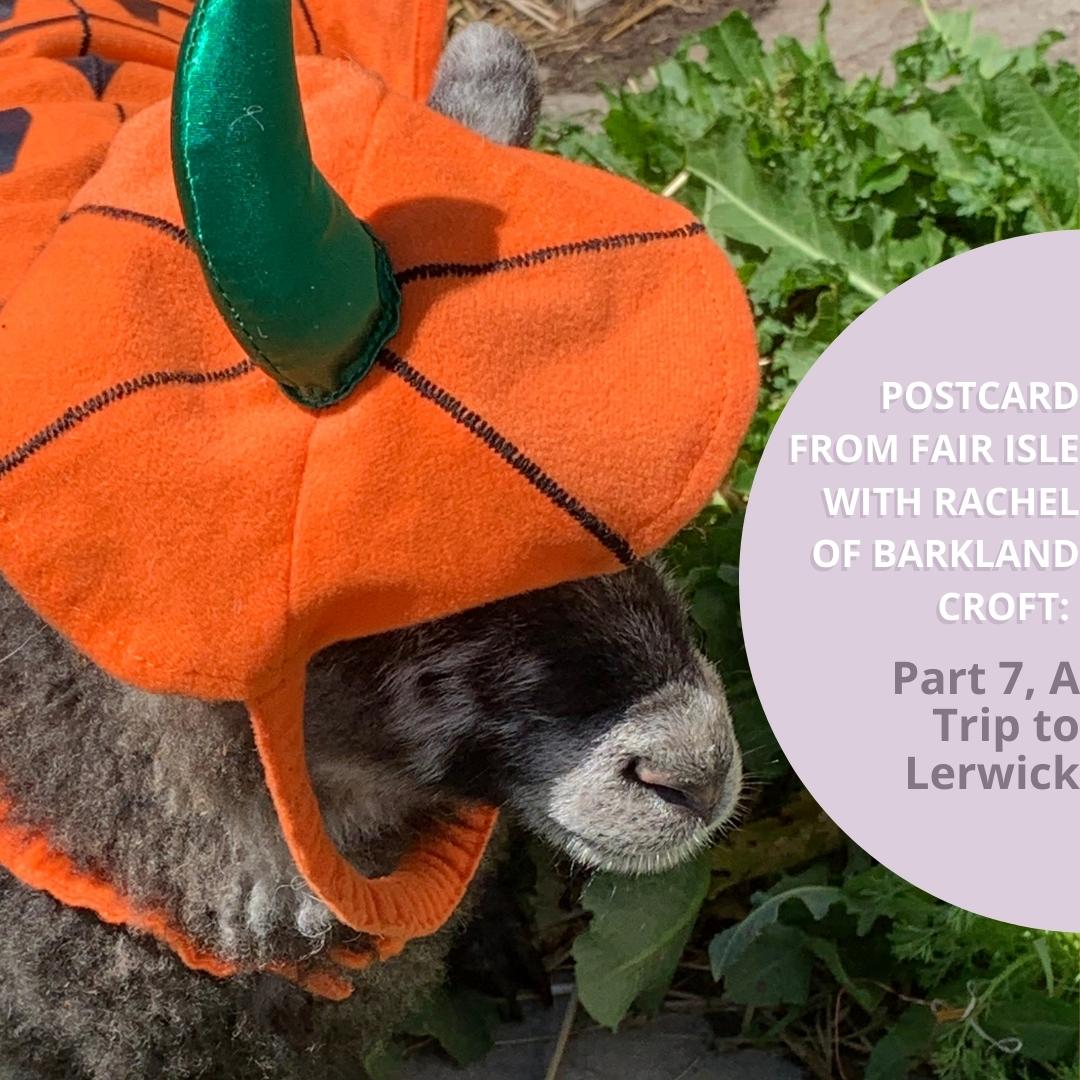 A little Shetland sheep dressed in a pumpkin costume for a new blog post from Rachel of Barkland from for The Woolly Thistle Blog.