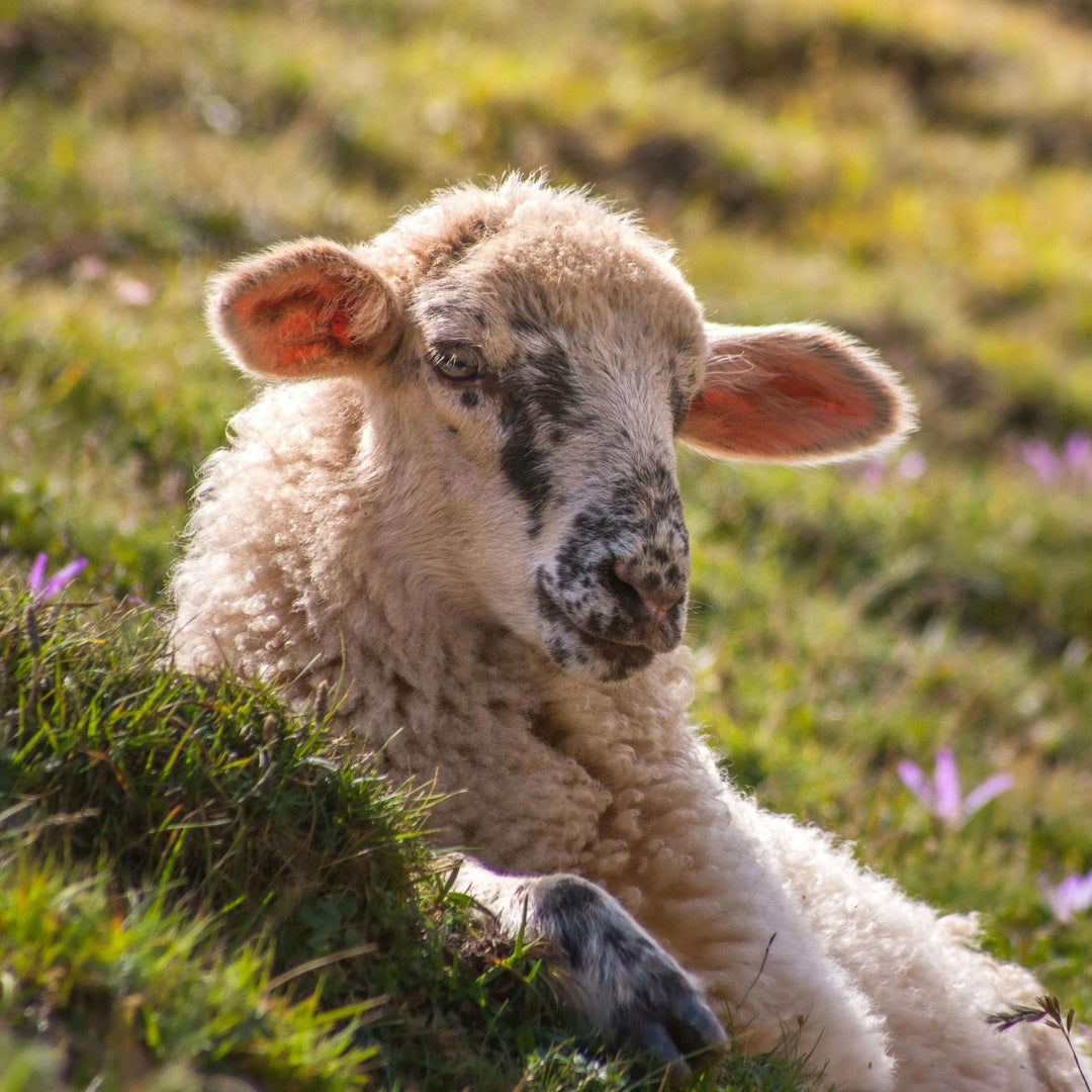 Lamb to represent sheep breeds of Spain and Portugal