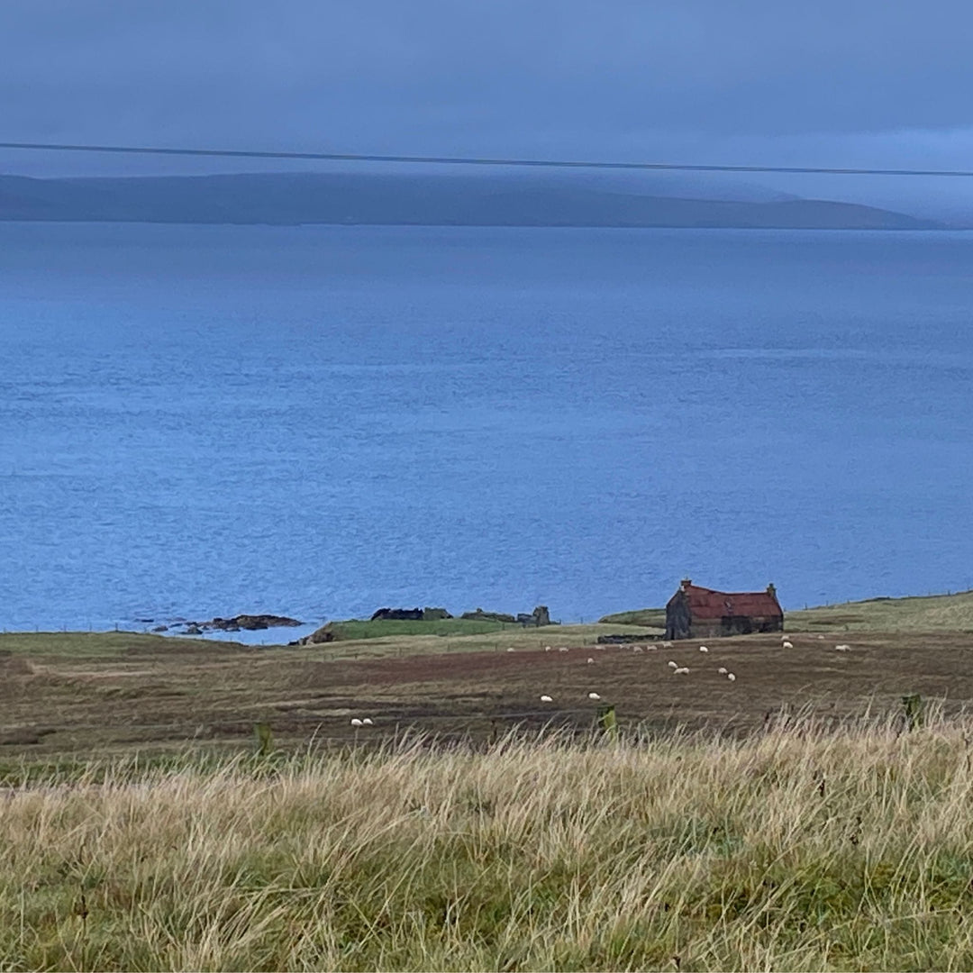 scenic Shetland with a croft and sheep grazing, water in the background