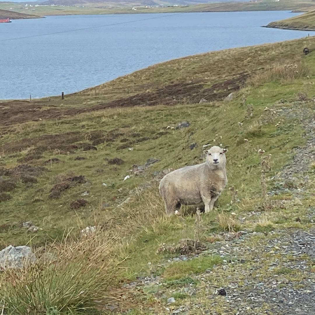 Shetland Sheep standing on a grassy hill with a body of water in the background