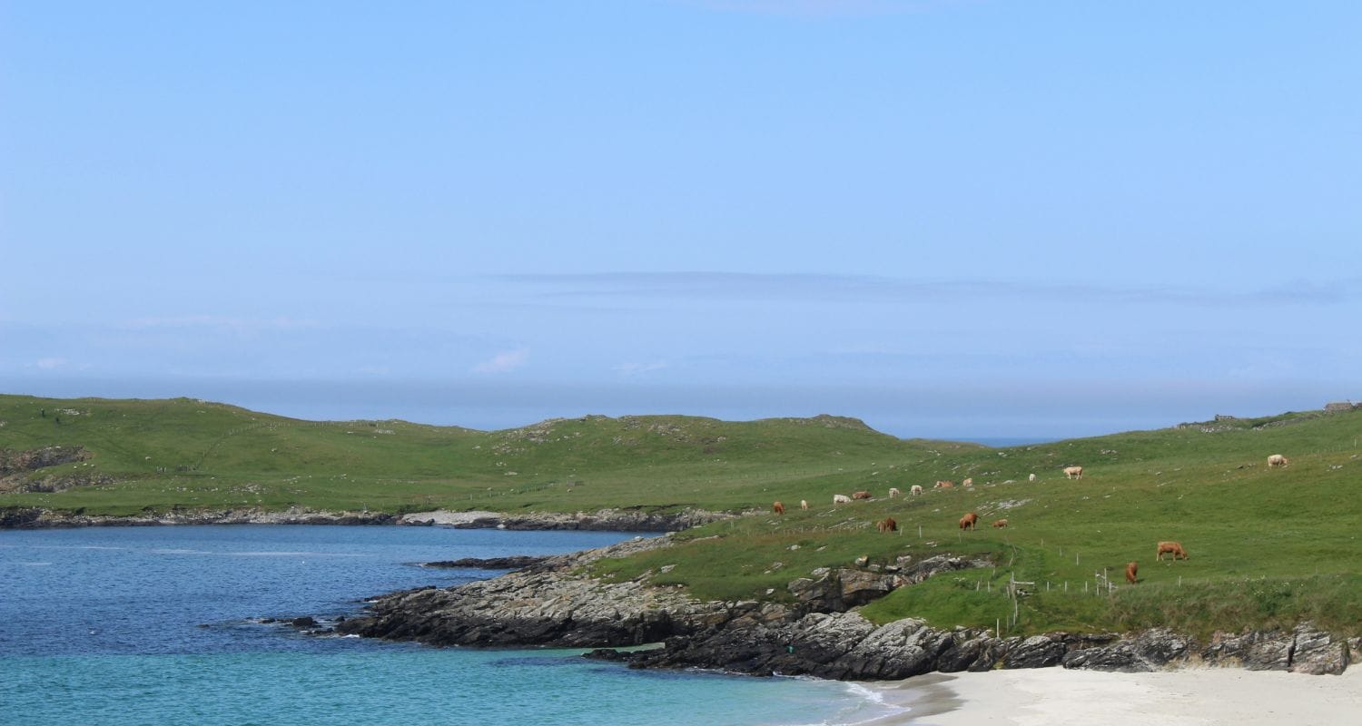 Scenic view of a coastal landscape of Shetland with green grass, blue water, and clear sky. Sheep grazing in distant.