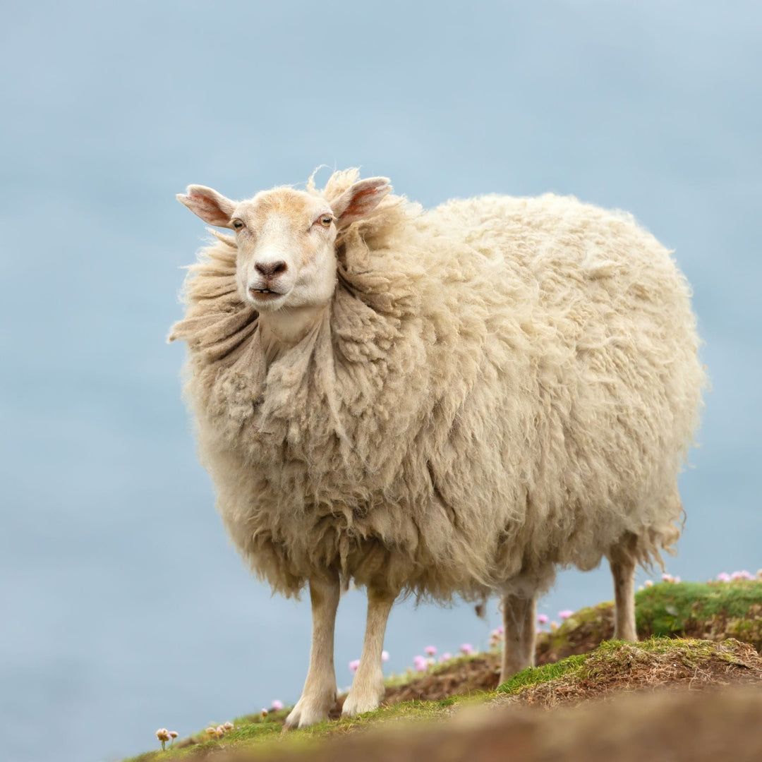 Shetland Sheep in the wind