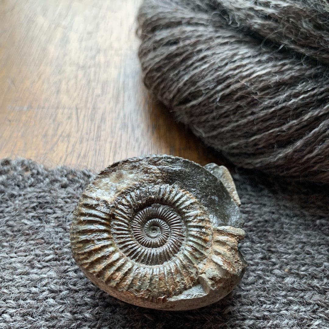 Ammonite 4ply