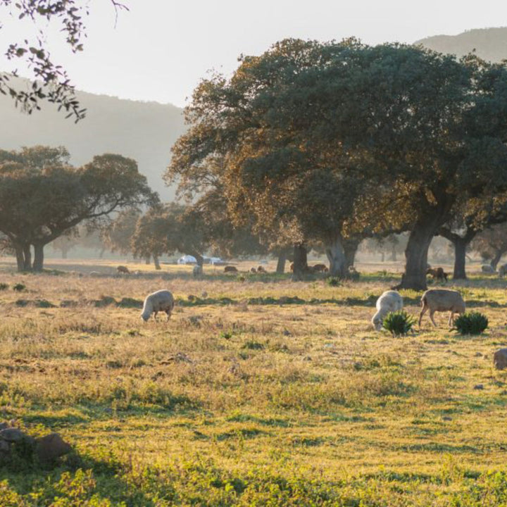 Wooldreamers 90 Varas