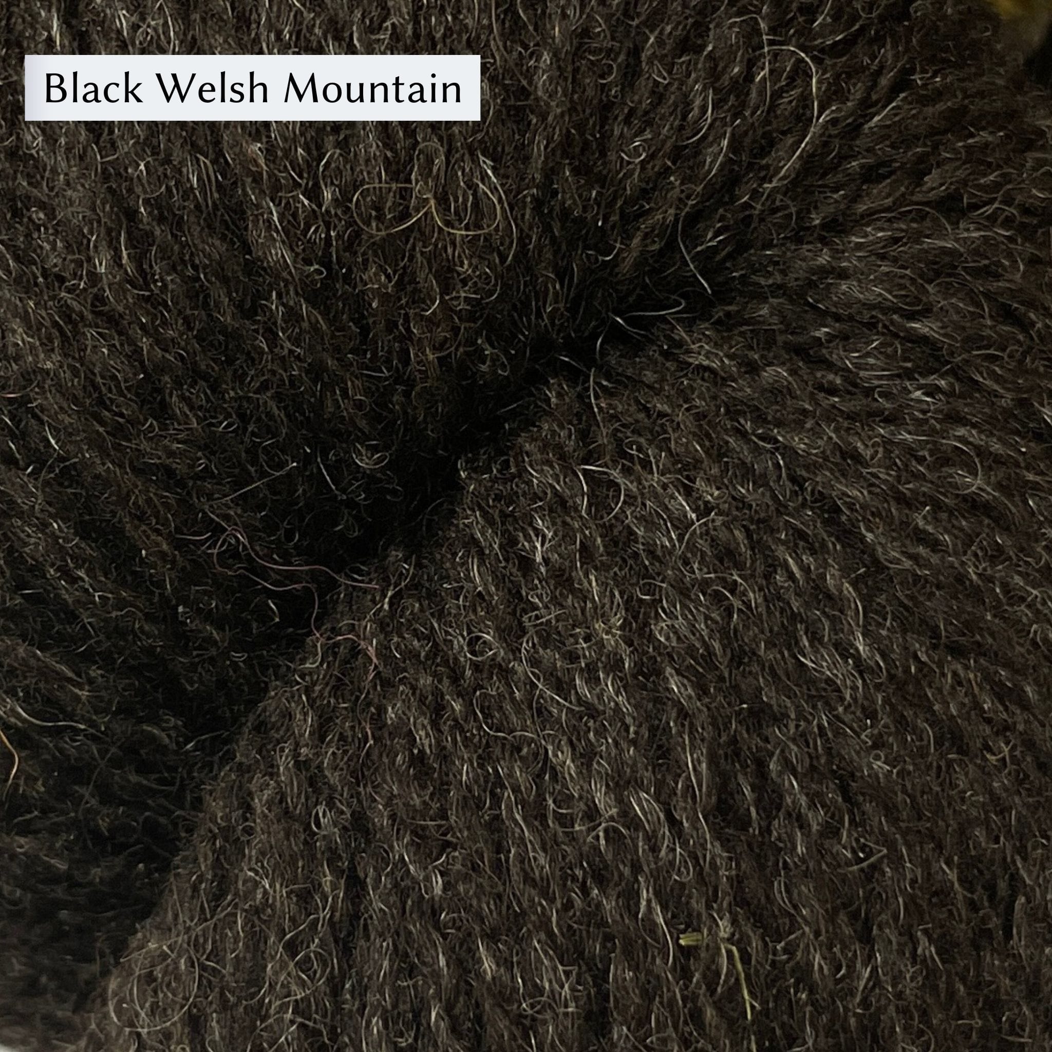 Armscote Manor 4ply yarn in Black Welsh Mountain, a chocolatey brown color. 